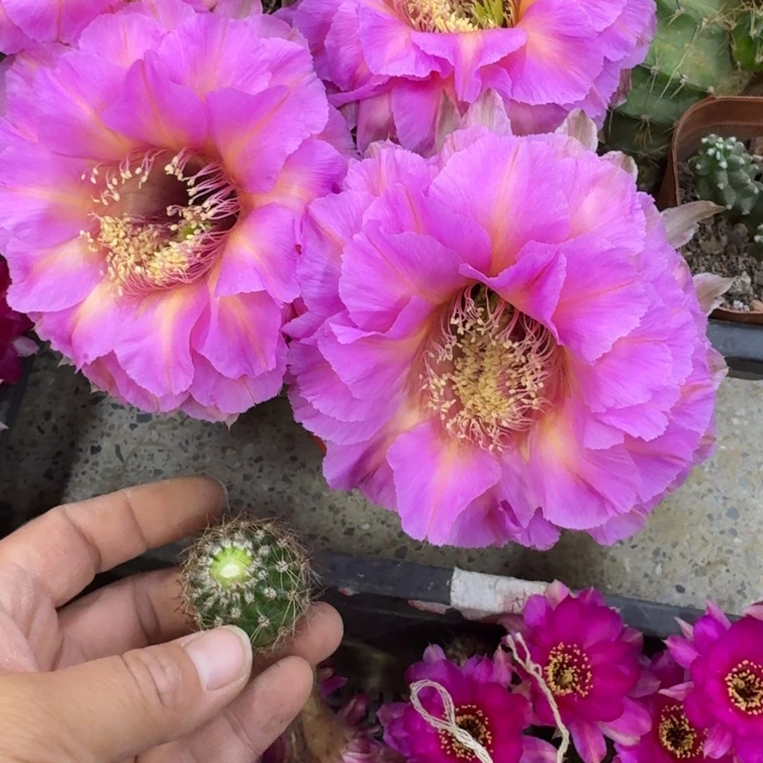 336彩草国色歪无根侧牙4公分左右，20包邮