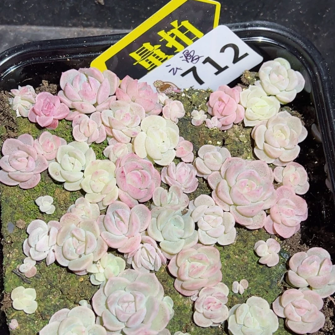 多肉植物多肉植物
