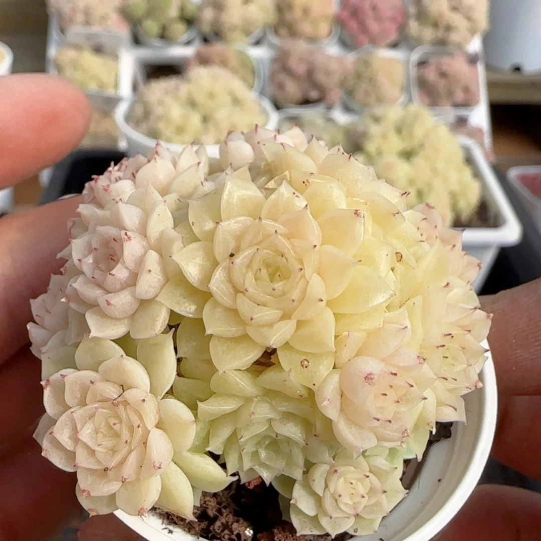 【闪购商品】0202-105（m1-252-2）