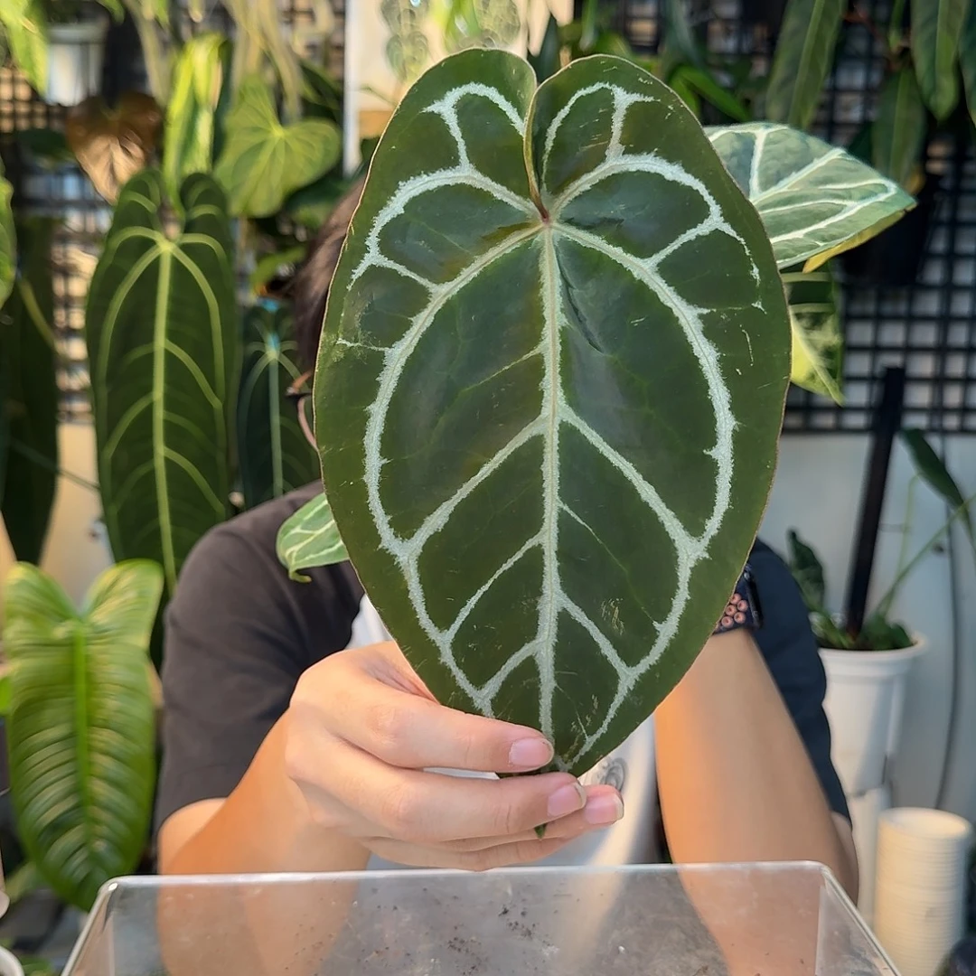 完全开放A126红水晶杂小钻石