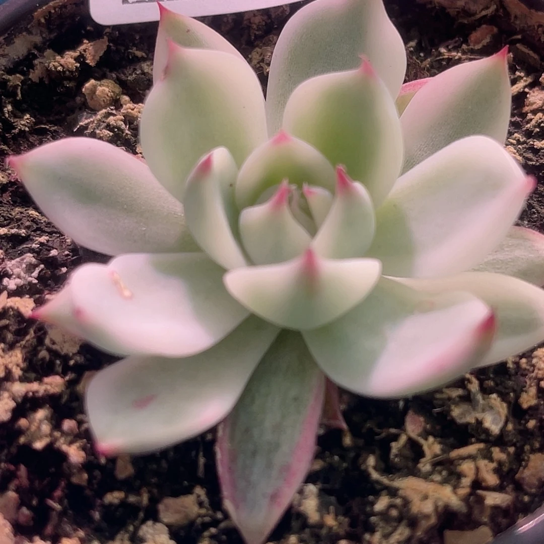 尚品园艺福利锦8344