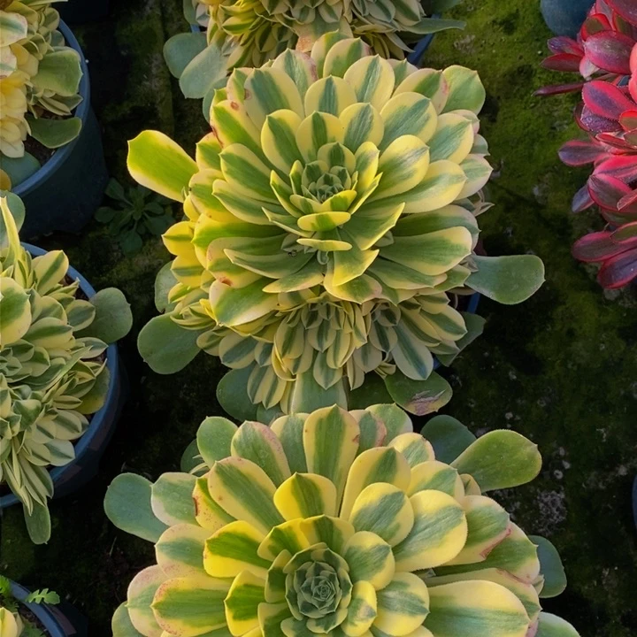 辛尼亚一颗多肉植物