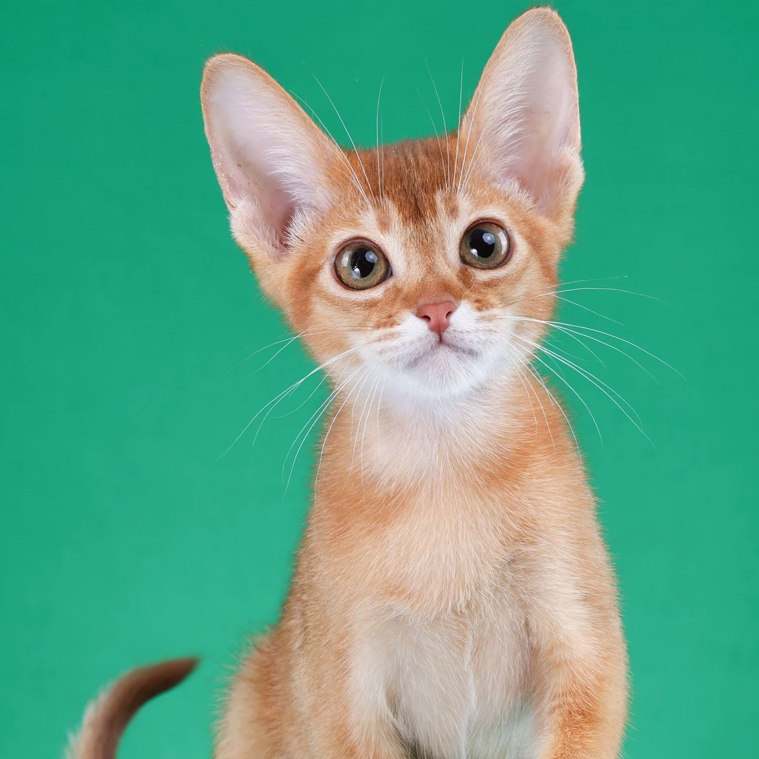 来了姊妹-红色阿比猫 弟弟 6