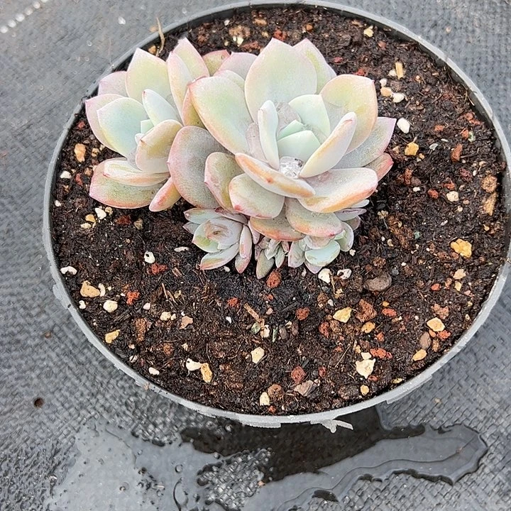 【闪购商品】奶茶6头多肉植物