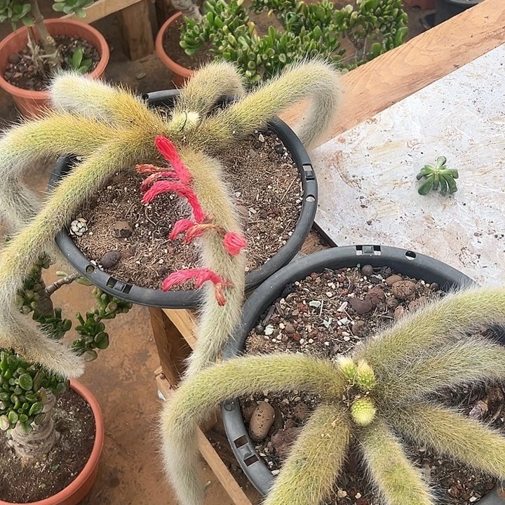 默*多肉植物实物43