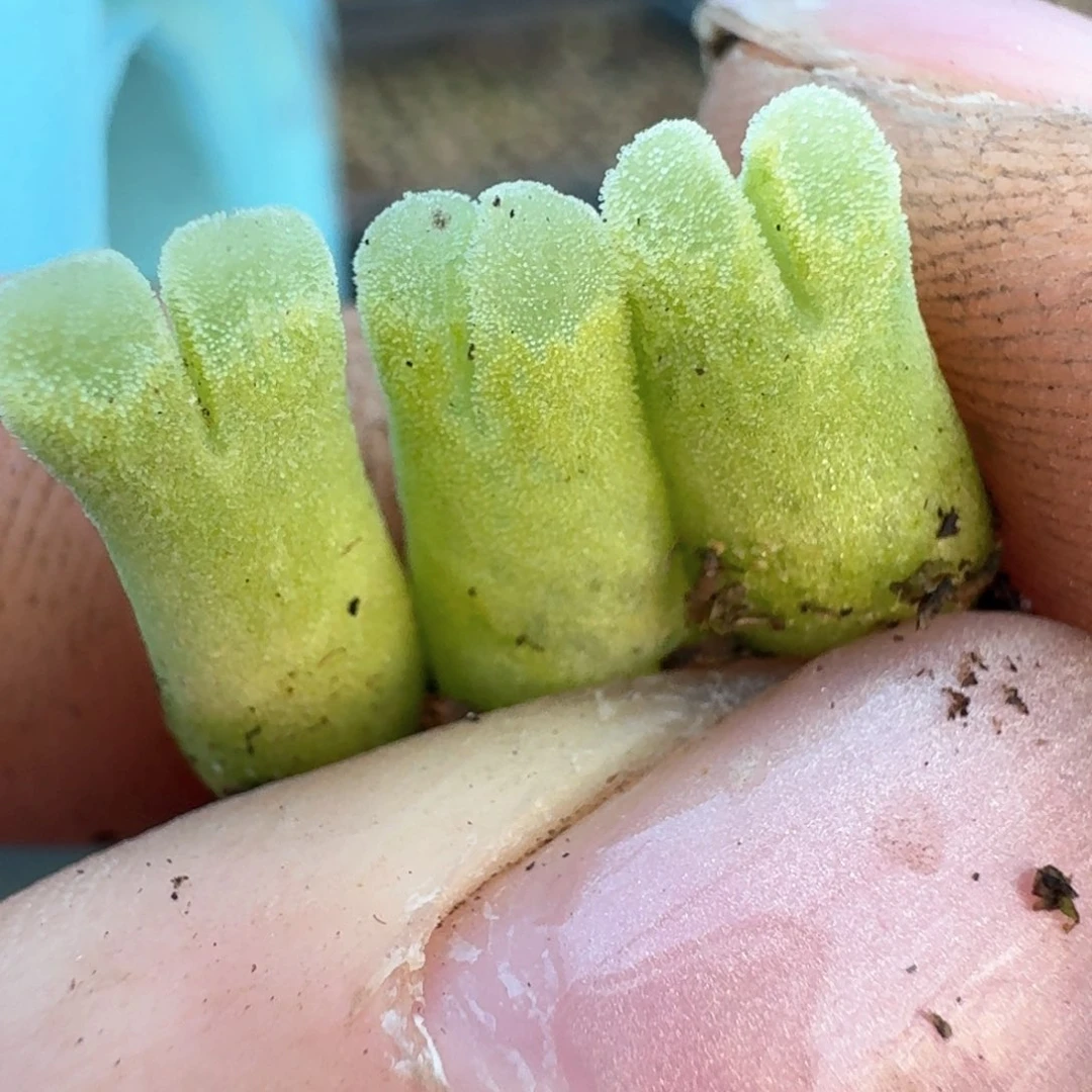 372三颗0000冰渣子风风