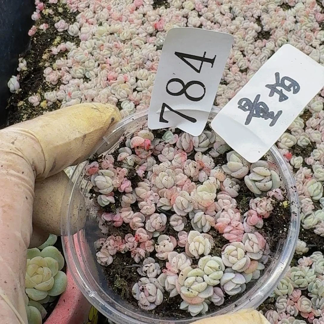 多肉植物多肉植物784量拍