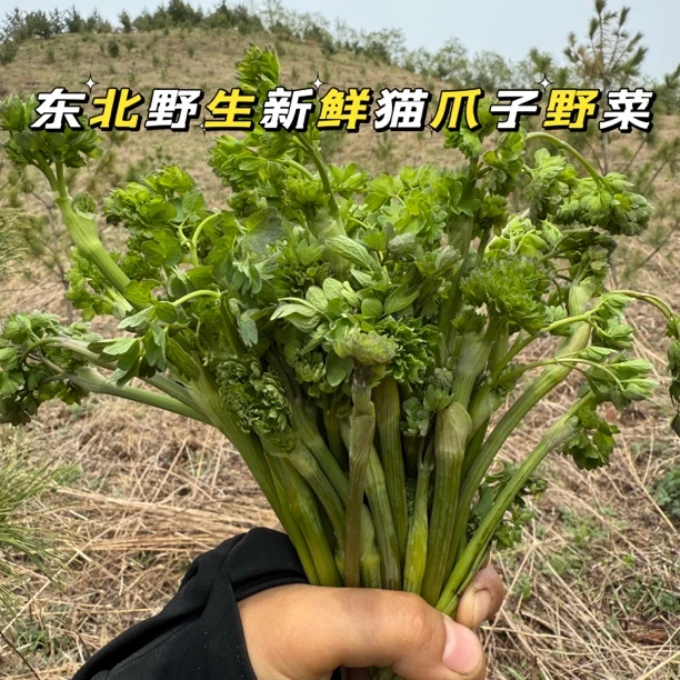 东北野生猫爪子菜新鲜包邮