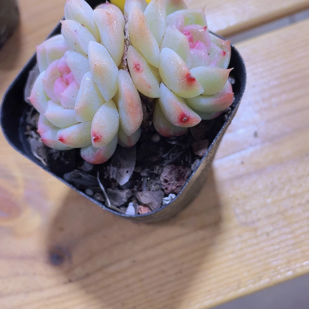 96号 白透糖心白桃精品