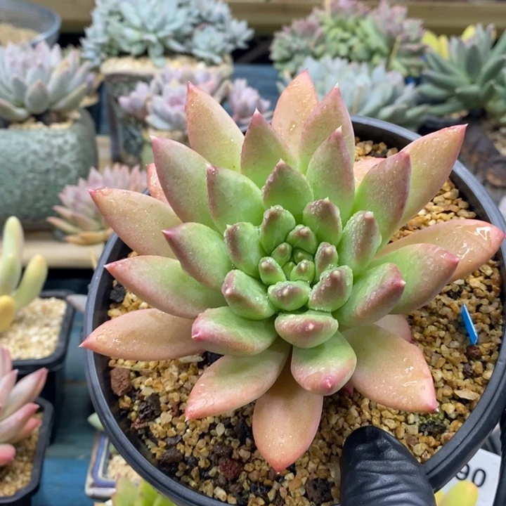 美人母本单头，25658