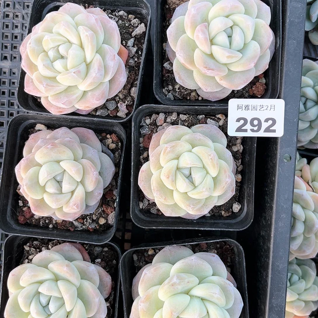 阿雅园艺。       292