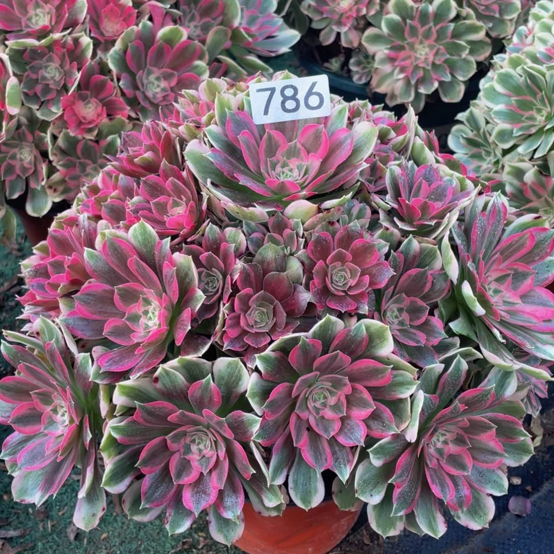 786精控男神朵朵精品法师老桩