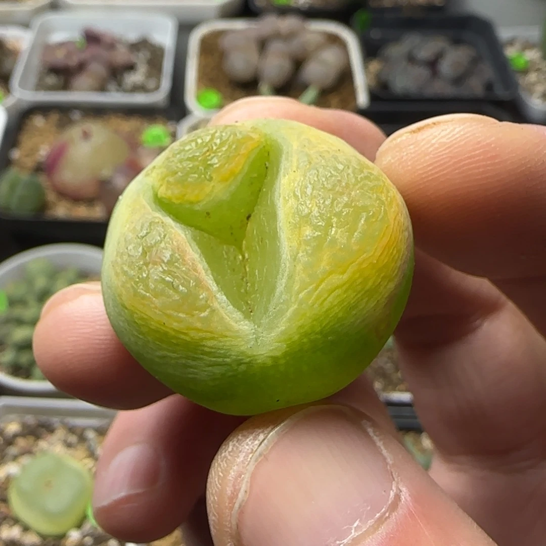 缀化漂亮多肉植物226