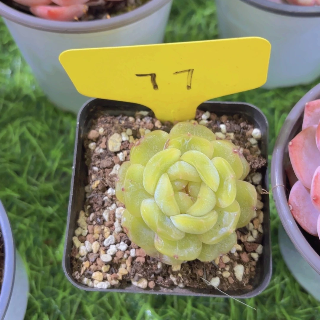 乐*?我的小可爱们都好可爱