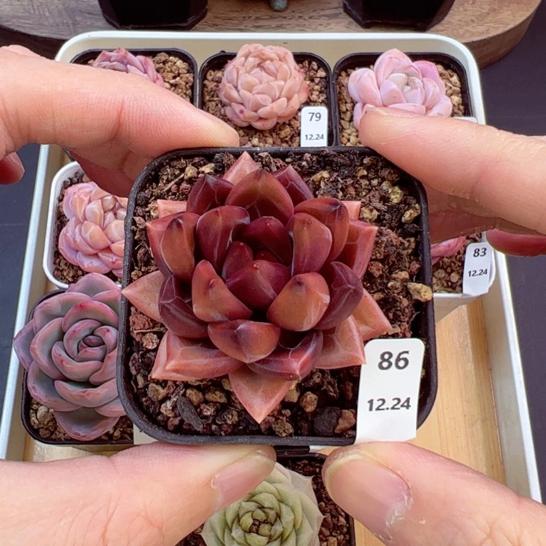 好好看86、哈哈哈哈