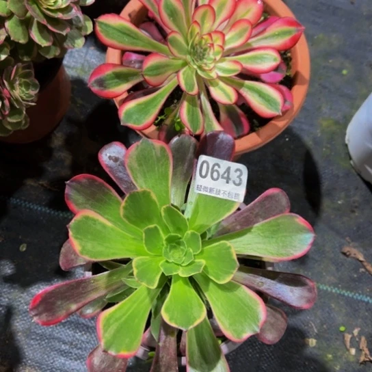 香奈儿，金丝玫瑰06433333333