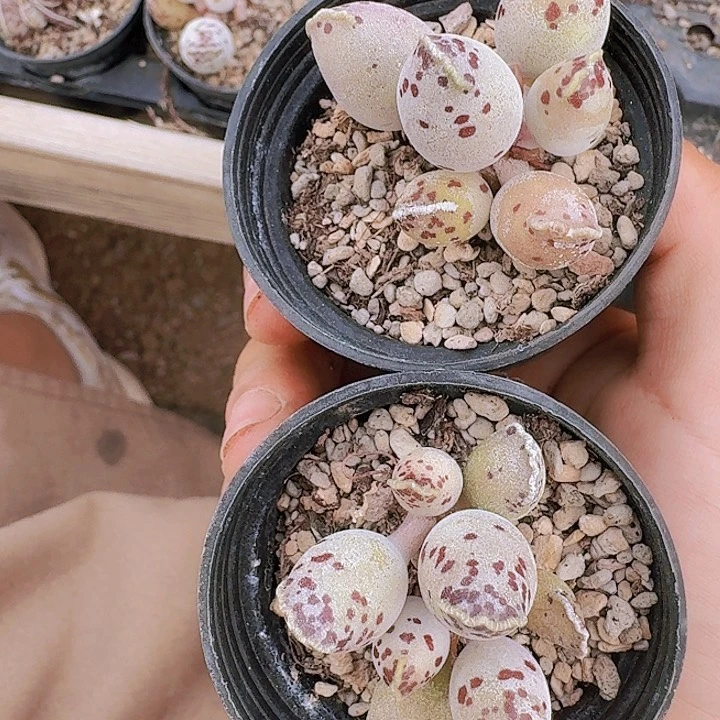 迩*多肉植物满20包邮