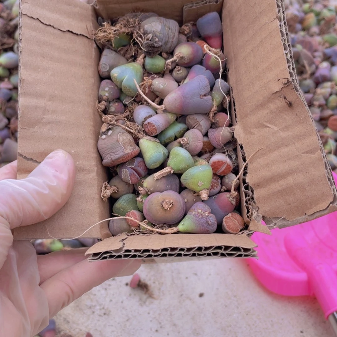 一箱脱土单头888888888