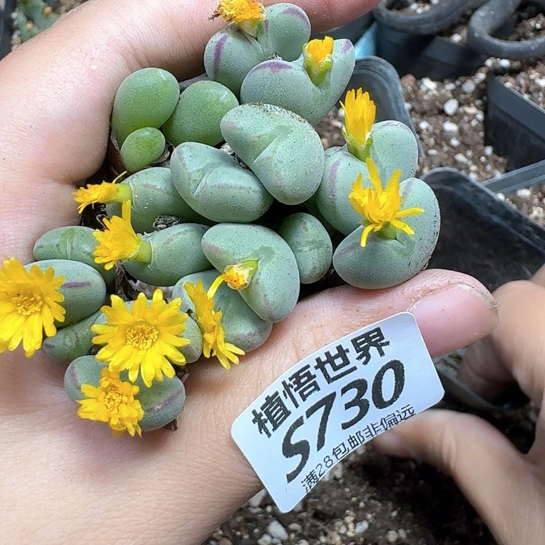 多肉植物的人生fgh