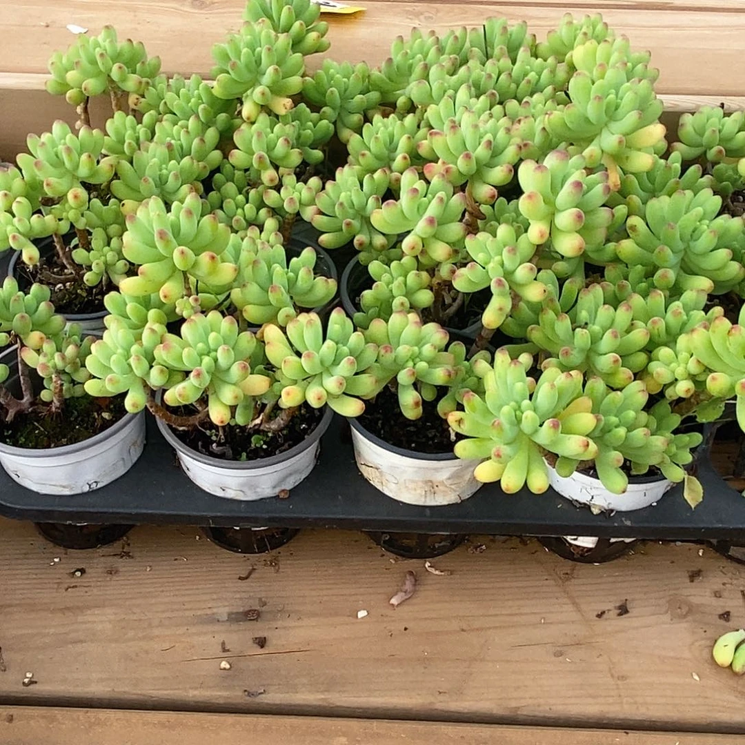 金汇园艺，团乙女心福利