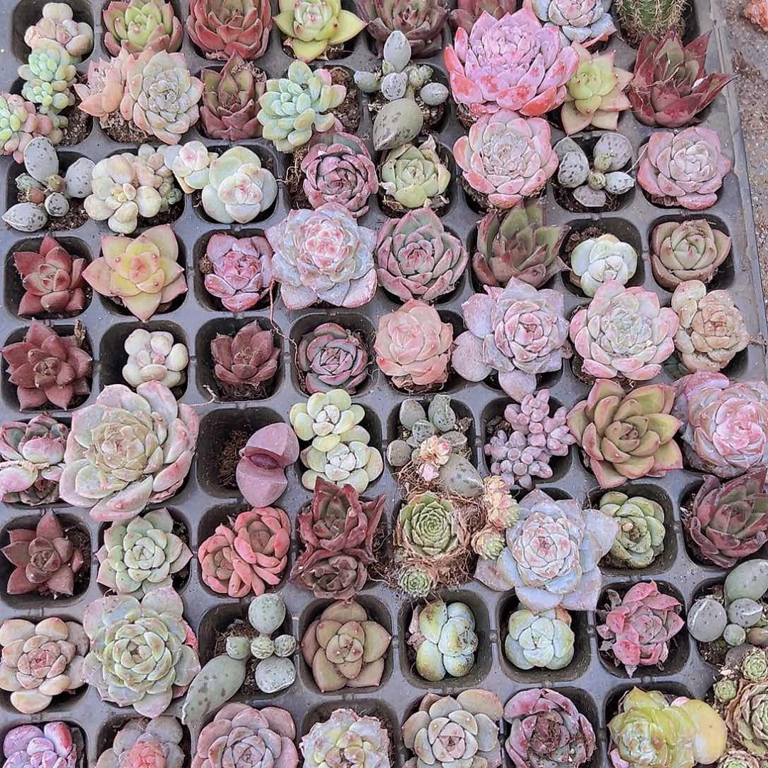 穴盘128颗多肉植物