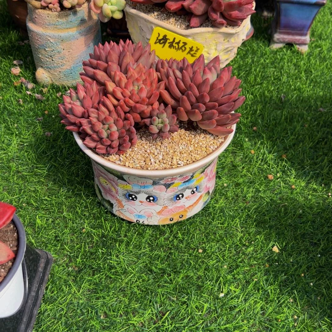 海****单独一个盆的价格