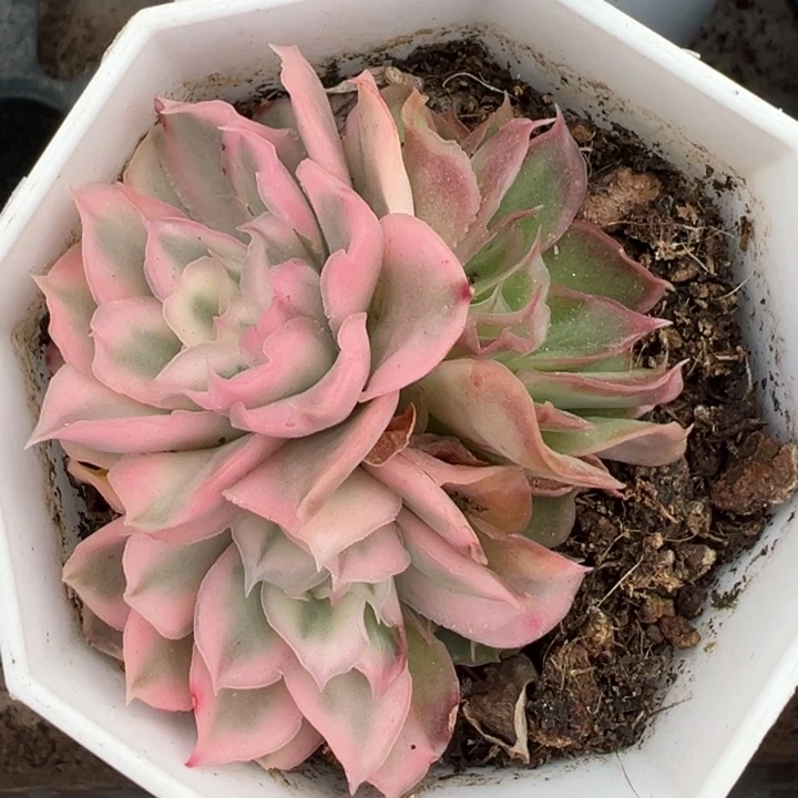 紫蝴蝶锦一物一拍