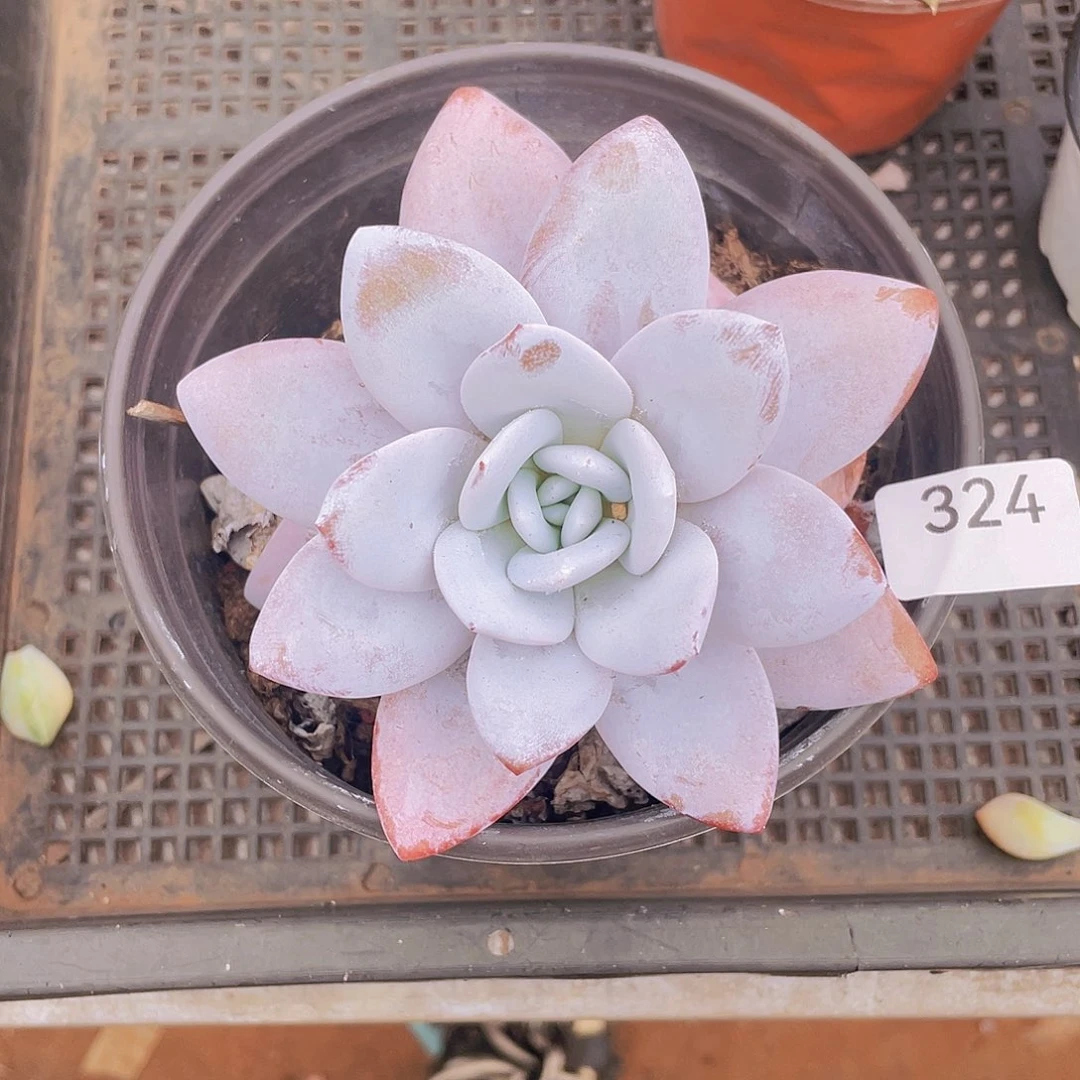 324。 雪莲。