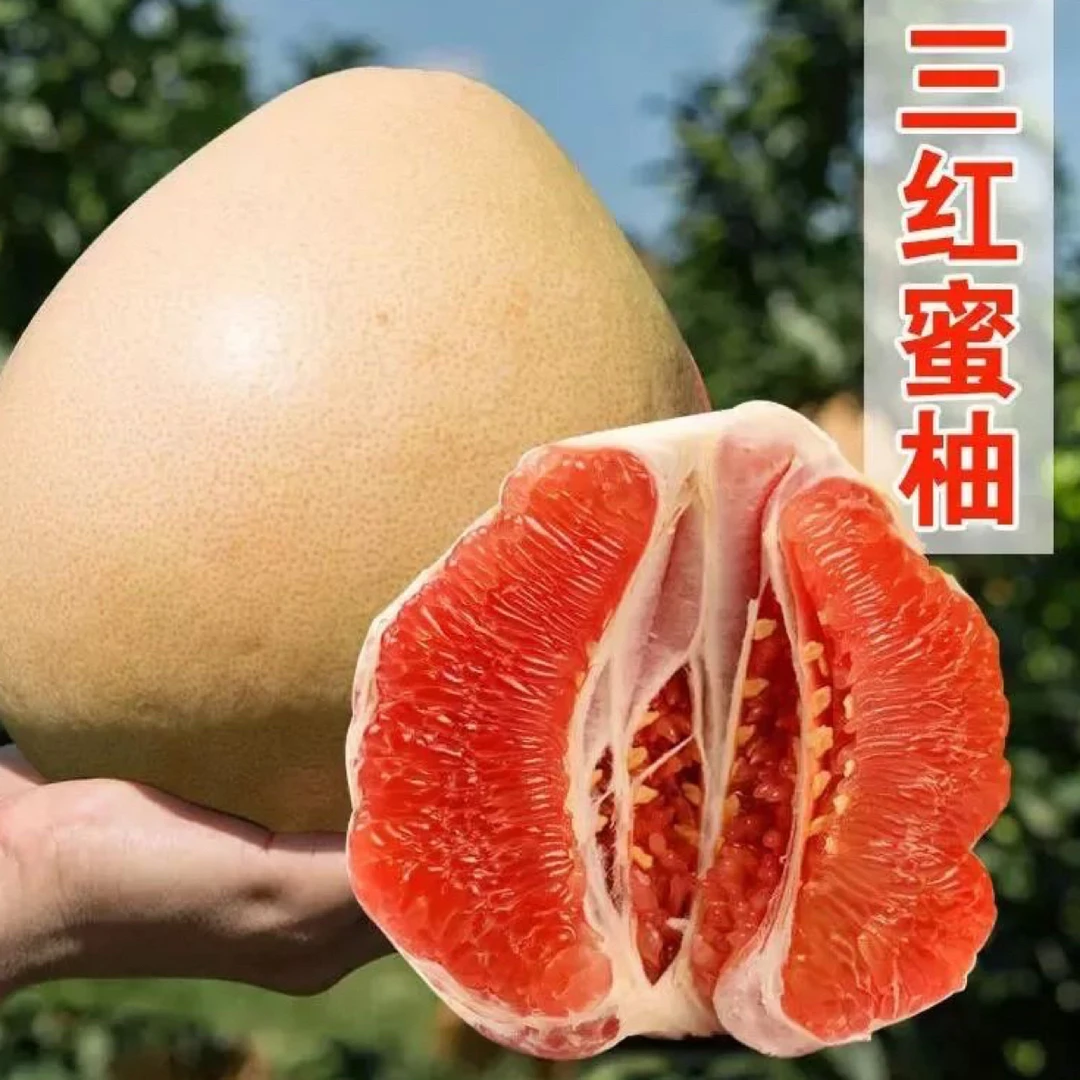 福建平和琯溪三红蜜柚新鲜现摘鲜嫩多汁应季水果