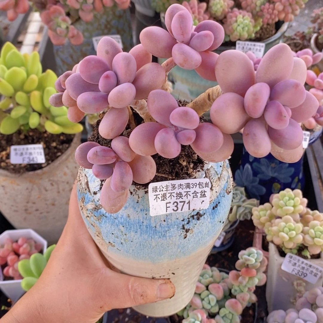 糖果桃蛋老桩10cm371多肉植物