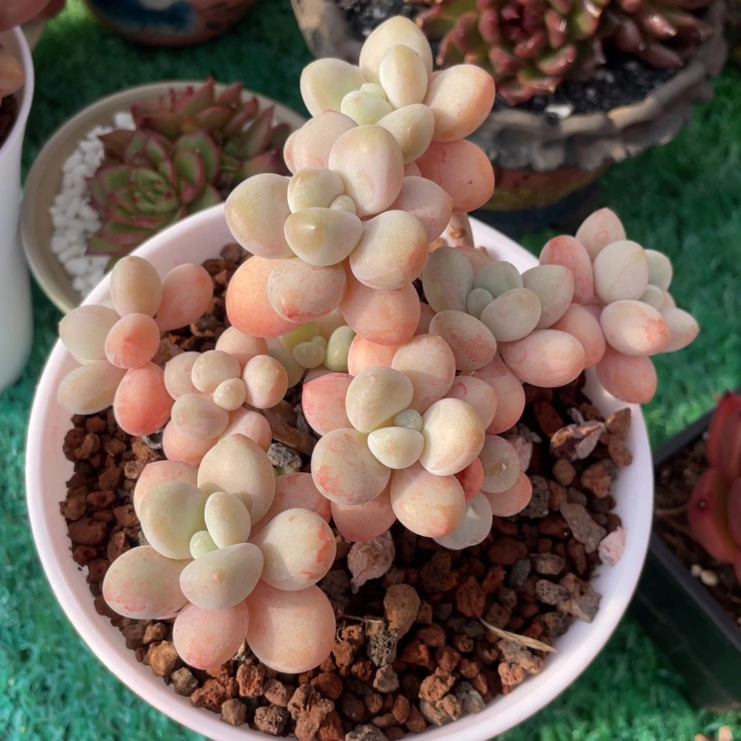 多肉植物盆栽多肉植物