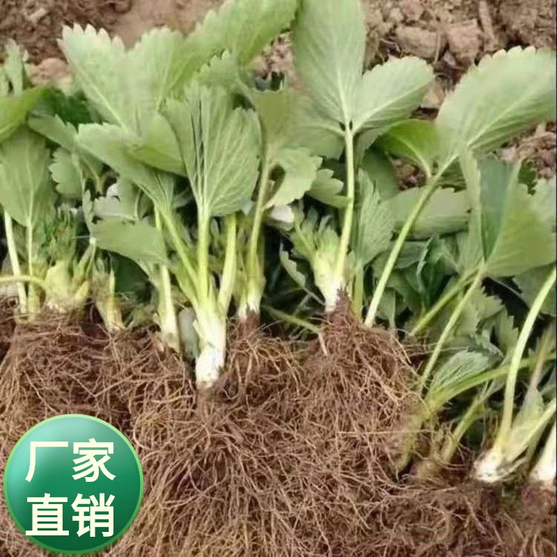红花草莓苗草莓种植四季结果植物盆栽庭院阳台室内地栽草莓秧杯苗