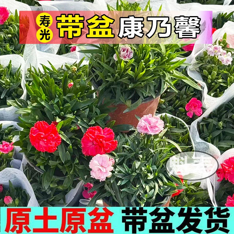 康乃馨盆栽带花苞大花阳台室内四季开石竹花好养活母亲节绿植花卉