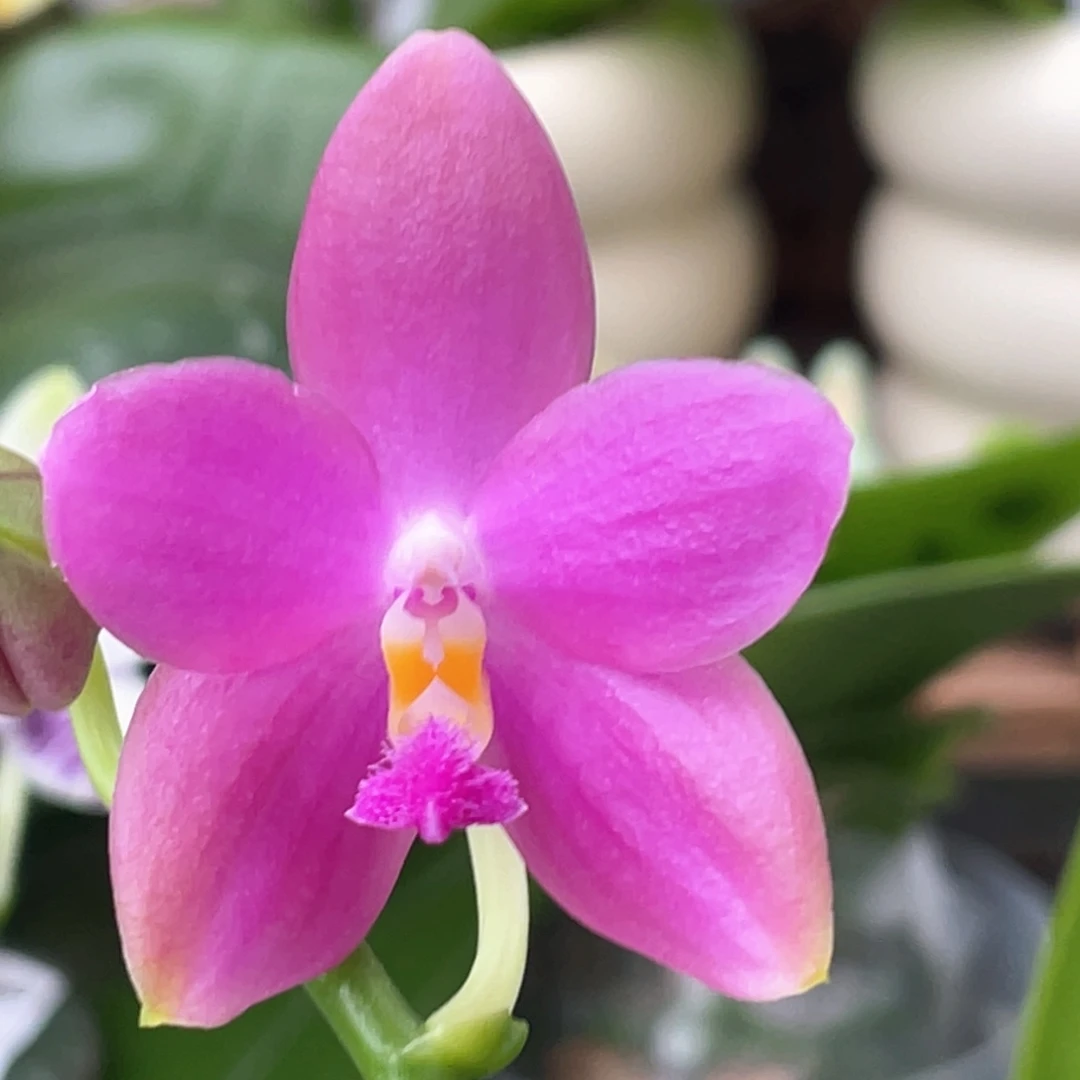 当前无花栽培后可以开花