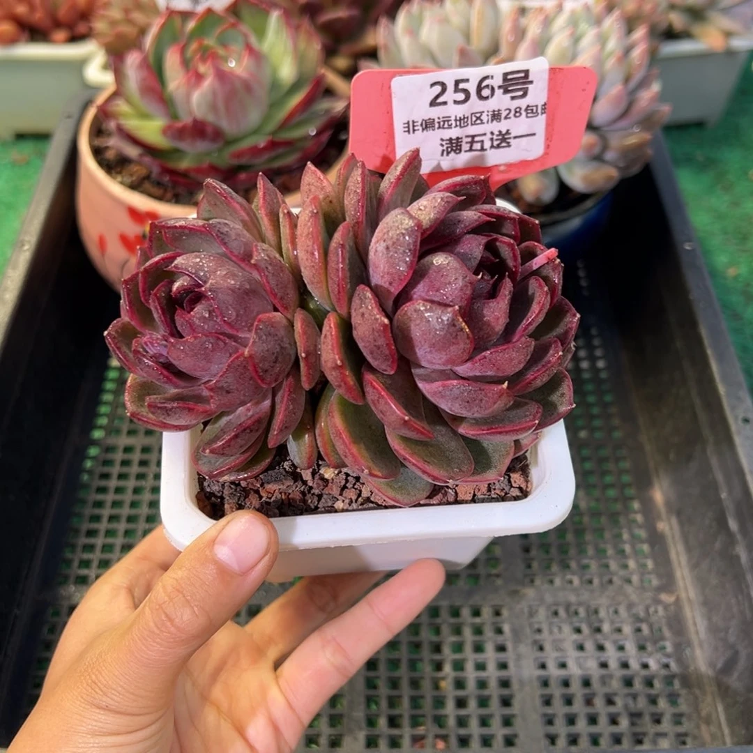 表妹精品多肉植物256.