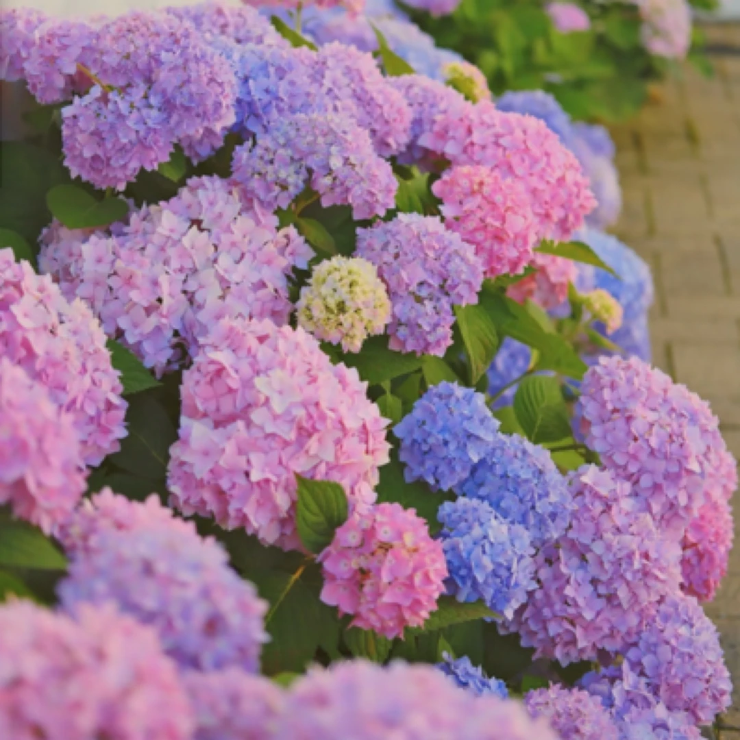 【蓝妈妈·无尽夏】未调蓝！超好养盆栽新手入门