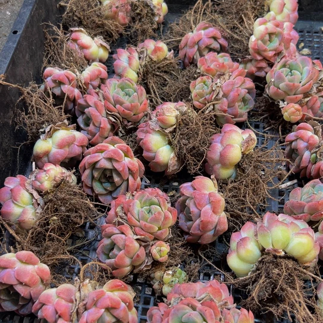 250多肉葡萄的价格是