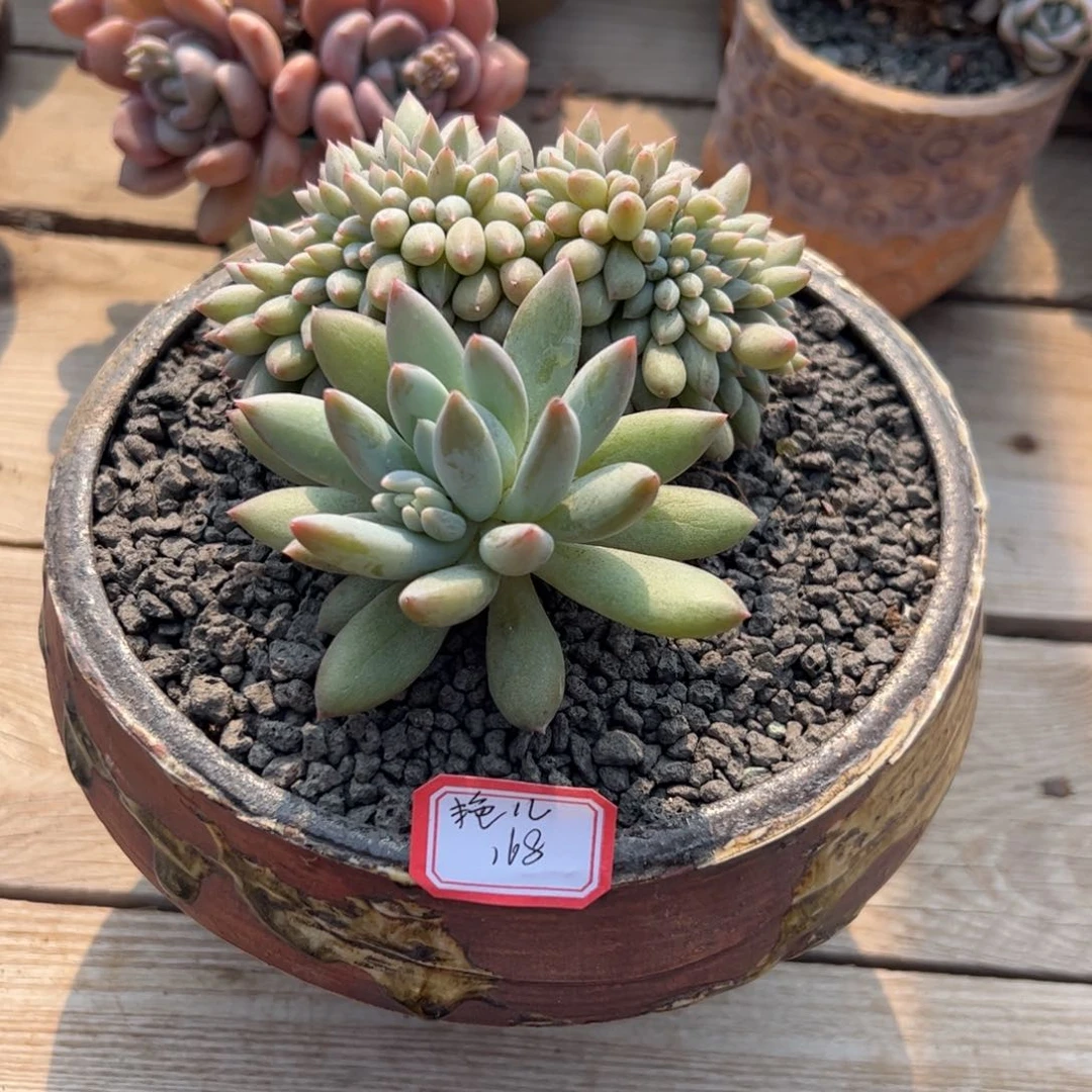 多肉植物多肉植物