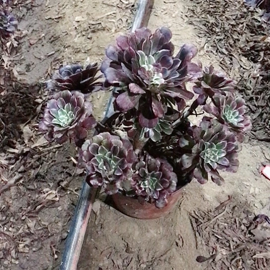 水墨画法师多肉植物37