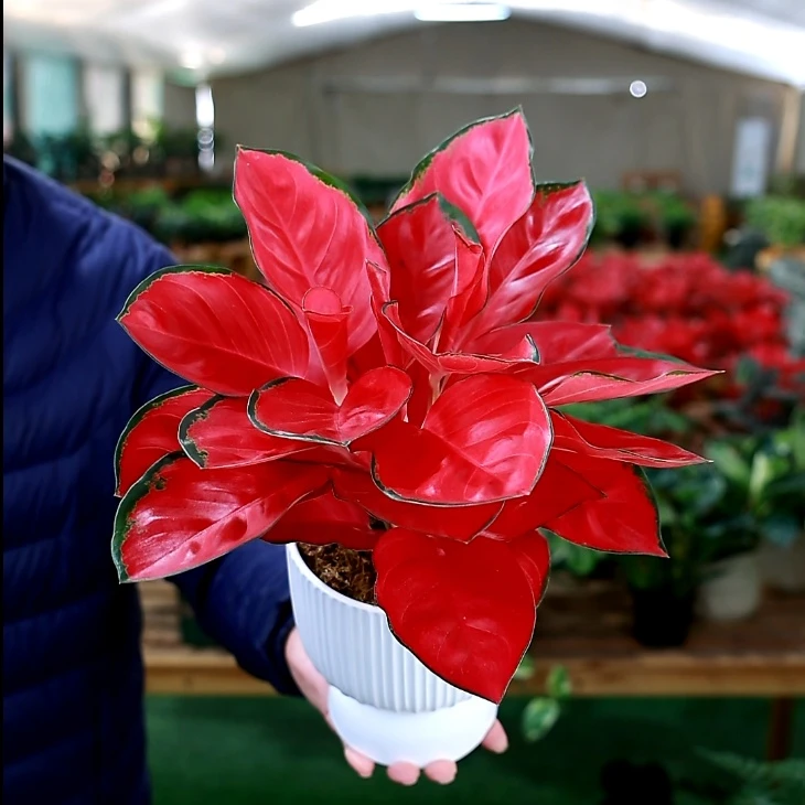 精品中国红富贵红吉利红如意红叶绿植盆栽室内水培植物四季好养