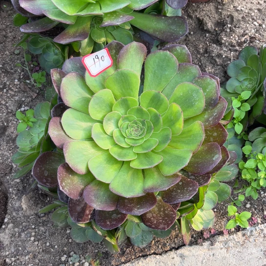 190多肉植物雨荷