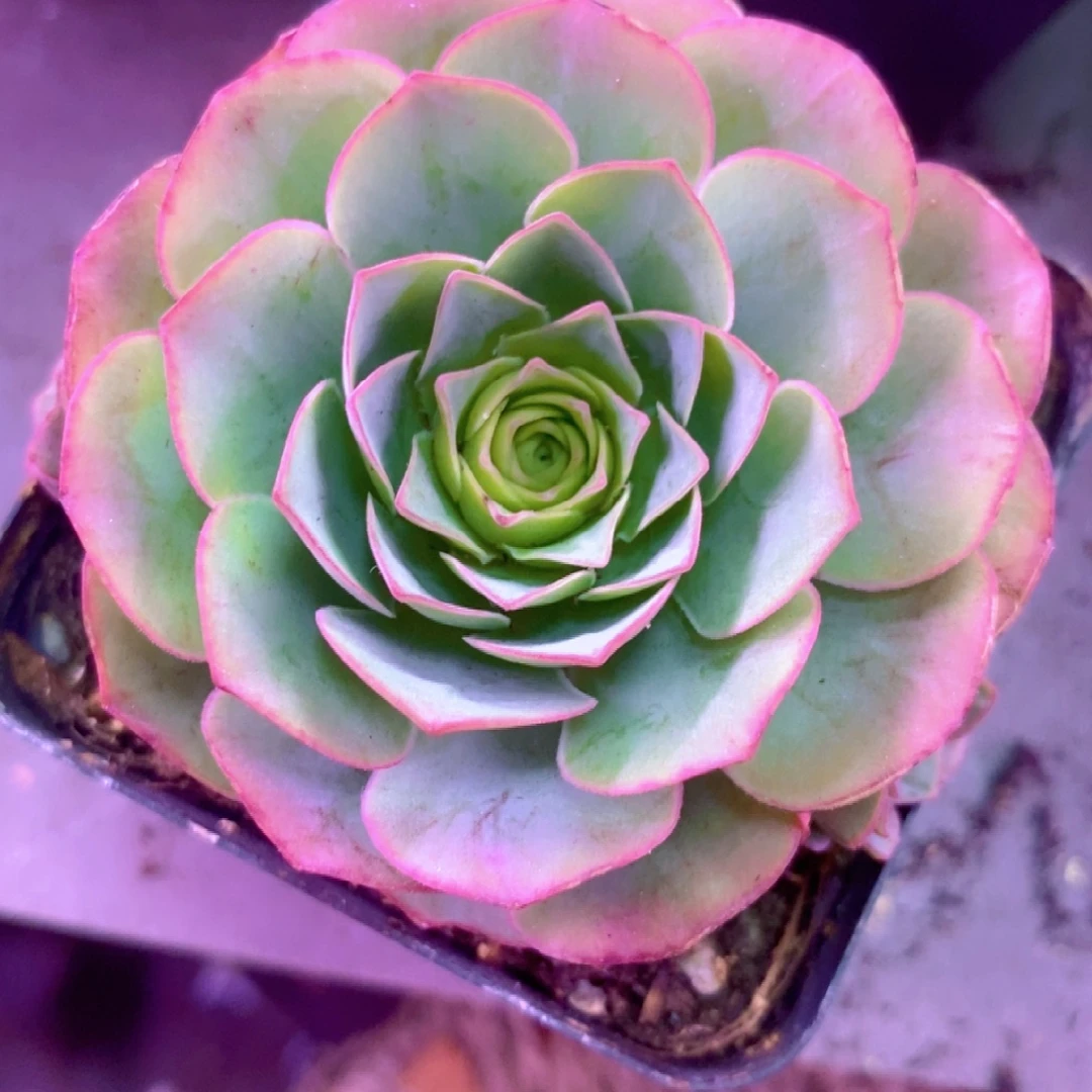 下播福利一物一拍0020zgz