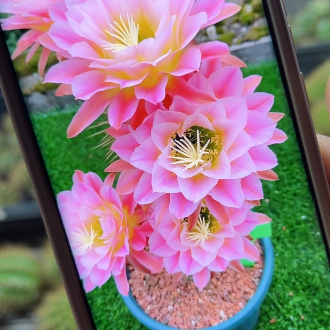 下25毛曙光歪无根侧芽5公分左右20包邮