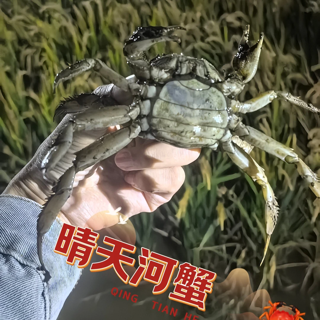 「省外拍」盘锦稻田蟹活蟹母蟹 （1.3～1.6两）3斤