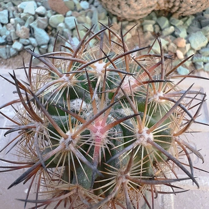虎爪玉。苗接落地自根出根芽。