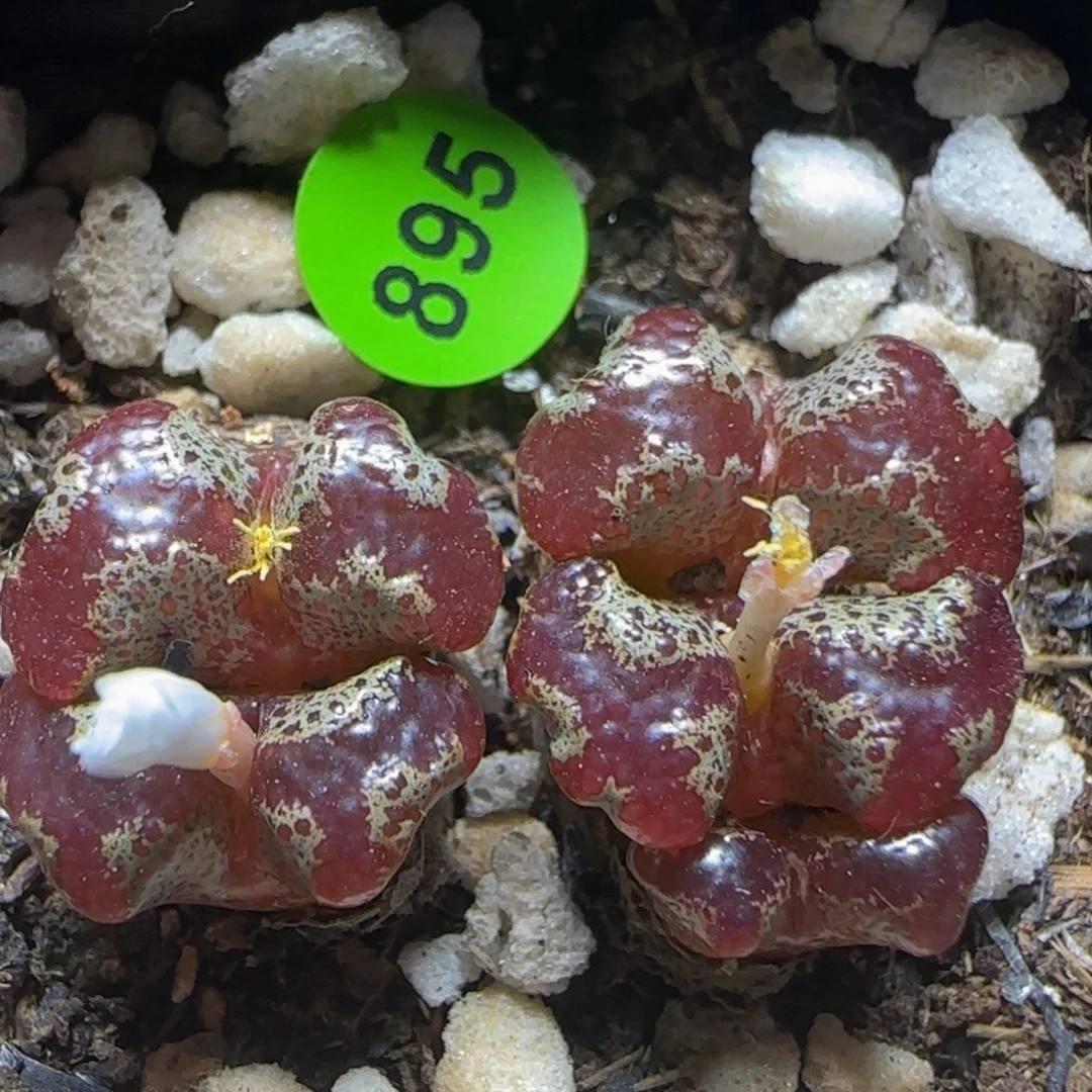 超碟漂亮多肉植物895