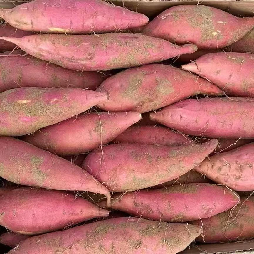 山东烟台25号现挖地瓜香甜新鲜番薯红薯蜜薯烟薯