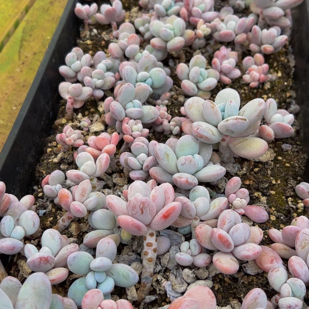 323发风风光光v喝牛奶吗