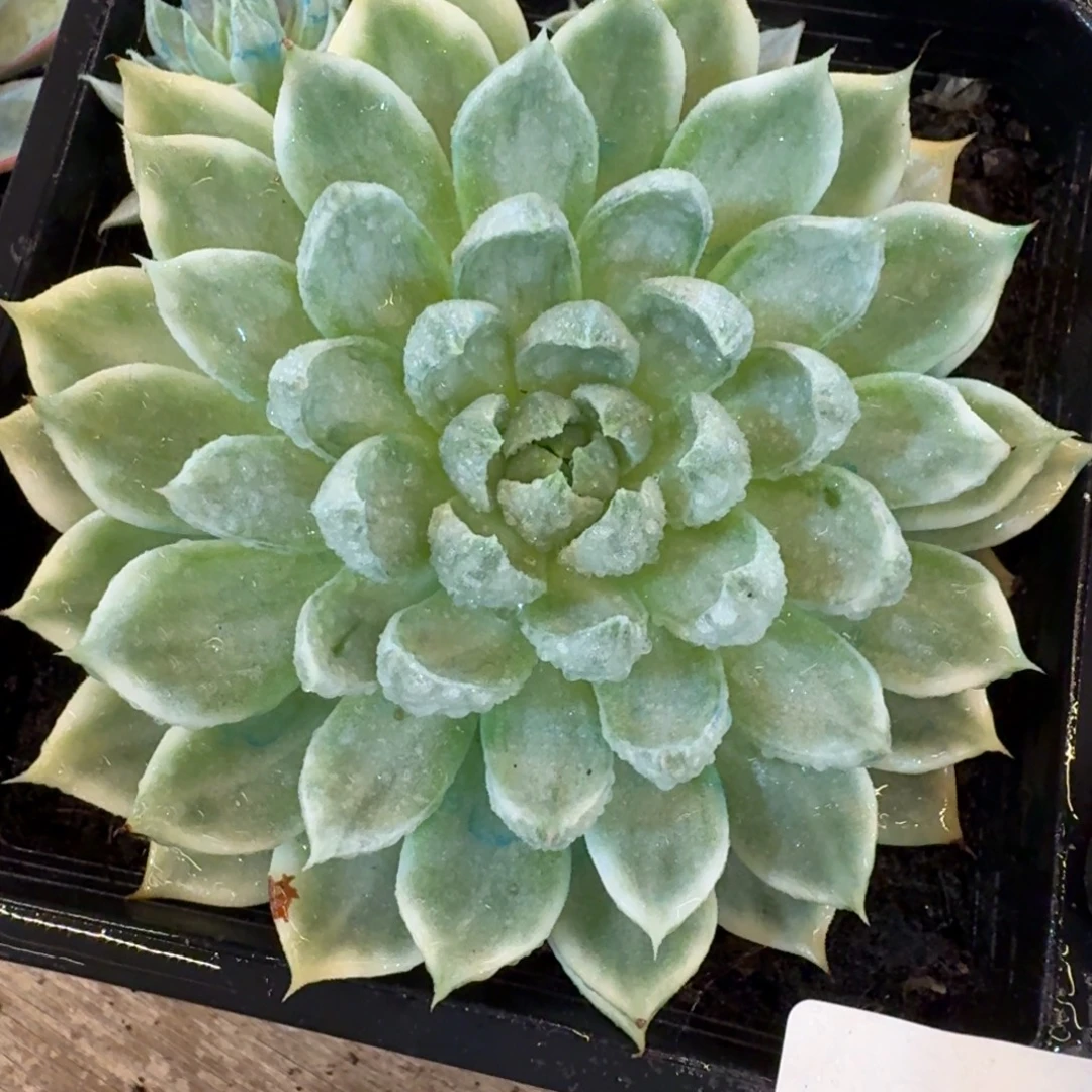 多肉植物 安吉园艺锦