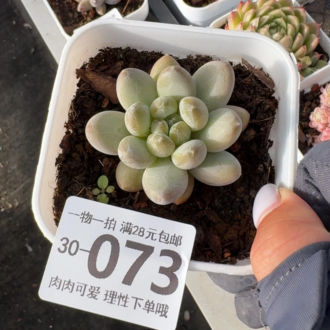 森林之心无盆土发货